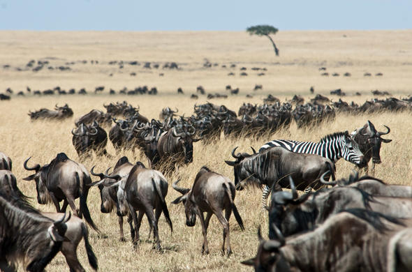 mt. longonot=